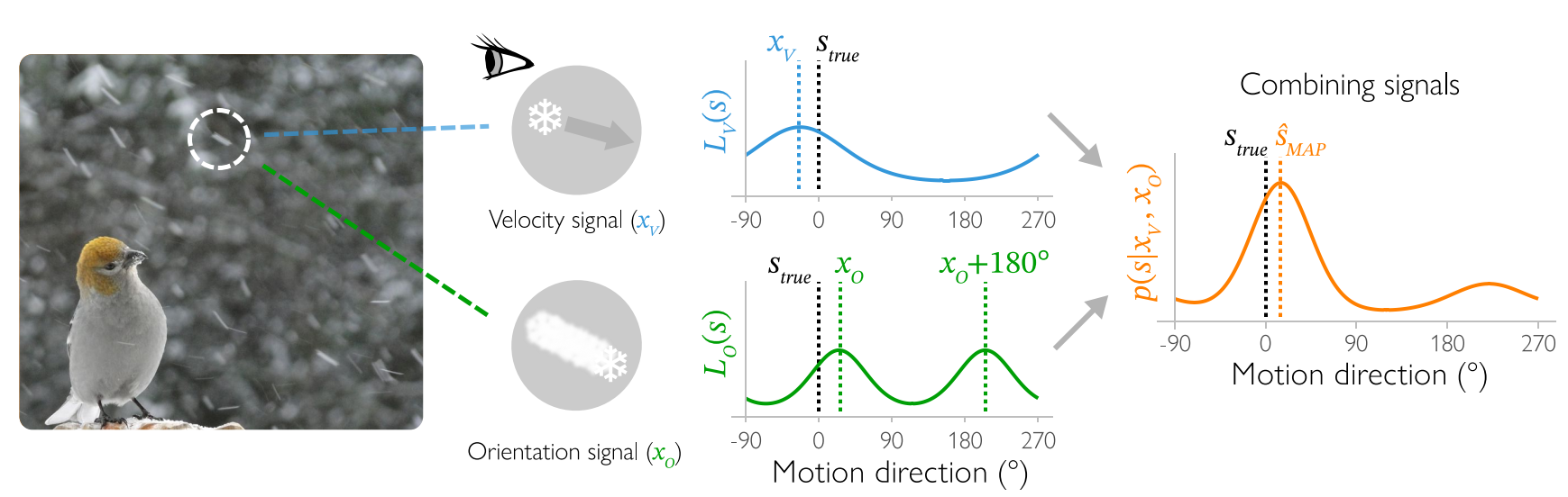 Figure from Motion direction is represented as a bimodal probability distribution in the human visual cortex